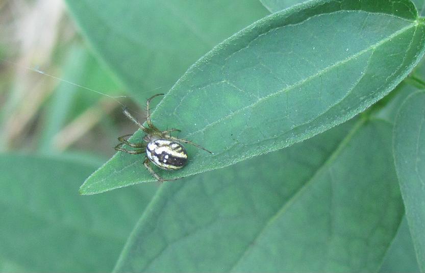 Mangora acalypha - Sostegno (BI)